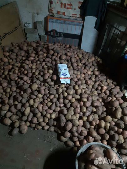 Картофель