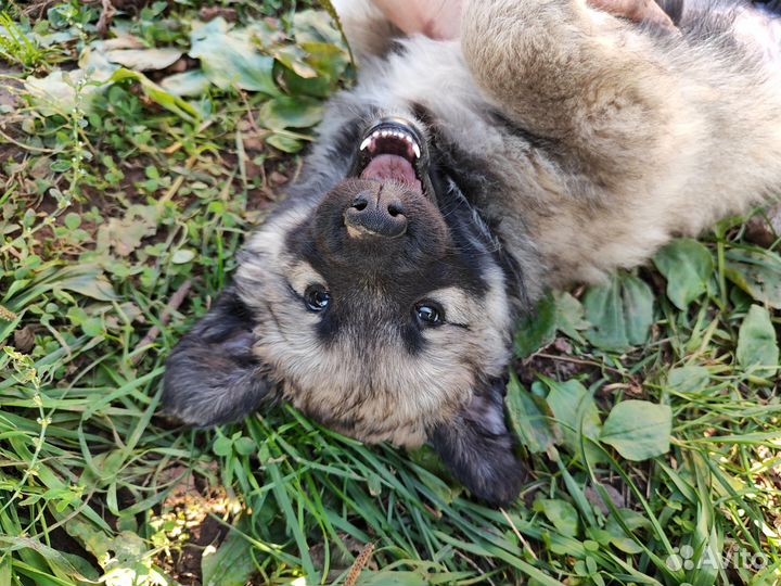 Собака в добрые руки щенок