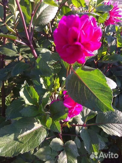 Георгины клубни