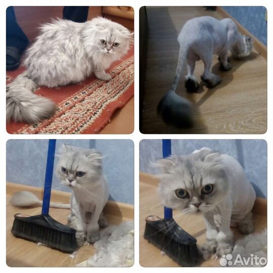 Стрижка Кошек. С уколом и без укола. У вас на Дому