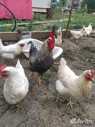 Домашние куриные яйца