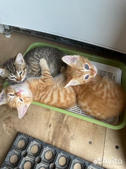 Котенок в дар бесплатно