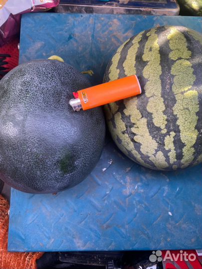 Арбуз на засолку Пенза, Самара, Саратов