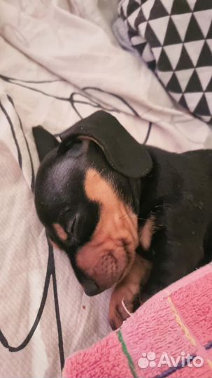 Карликовая такса щенки