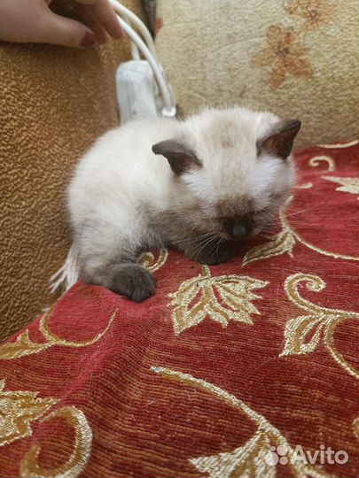 Котики и кошечки в добрые руки