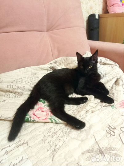 Ищу любящее сердце и добрые руки