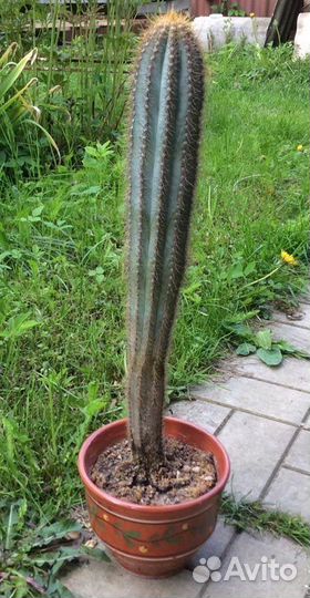 Кактусы- цереус стальной и скалистый