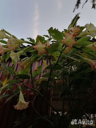 Саженцы канадской розы,желтогна,безвременника