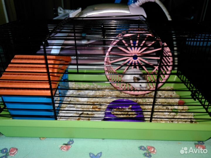 Японские карликовые бамбуковые мышки