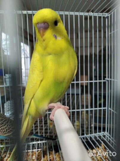 Попугаи амадины горлицы