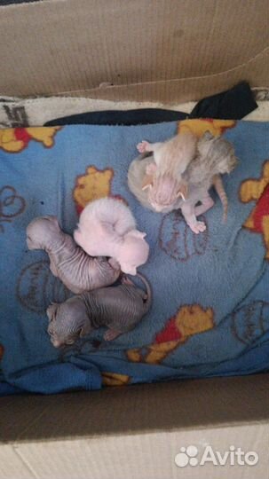 Донской сфинкс браш котята