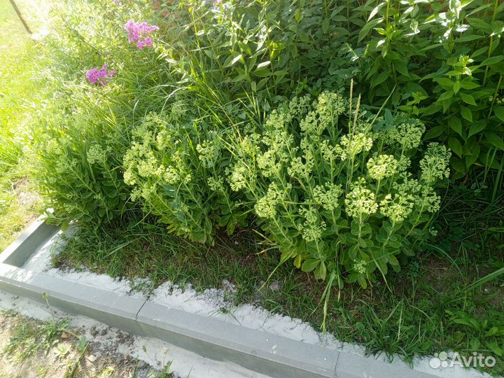 Хоста, очиток, ирисы