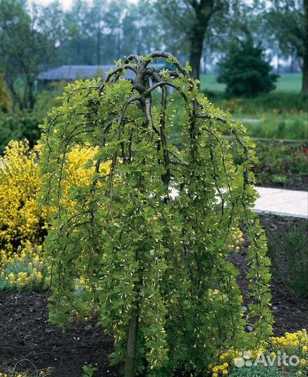 Саженцы декоративных растений