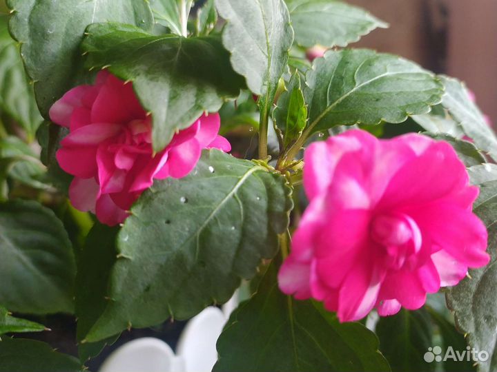 Бальзамин махровый