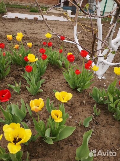 Тюльпаны луковицы