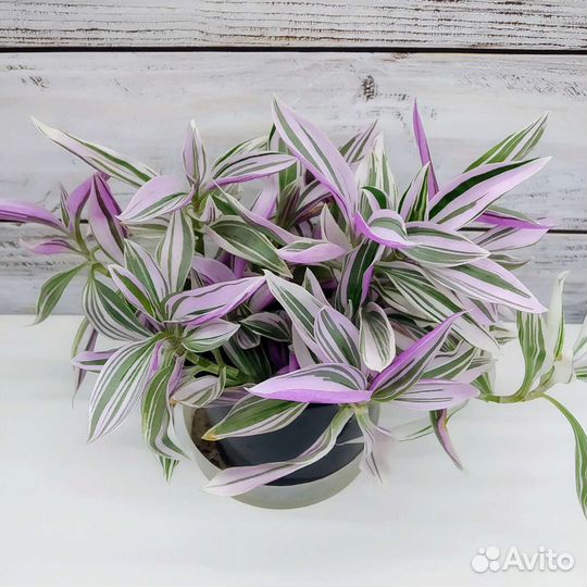 Традесканция