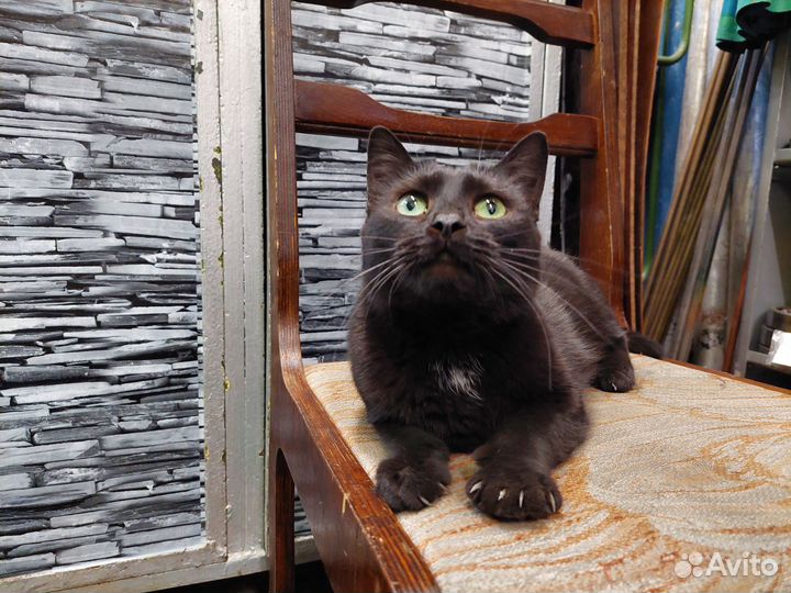 Кошечка молодая