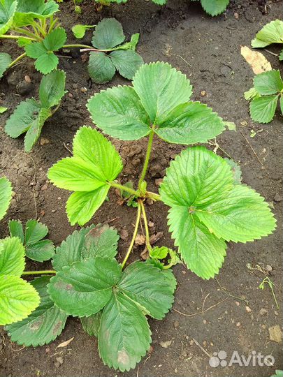 Рассада клубники