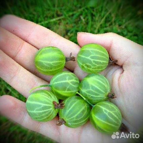 Крыжовник бутылочный зеленый описание сорта фото отзывы