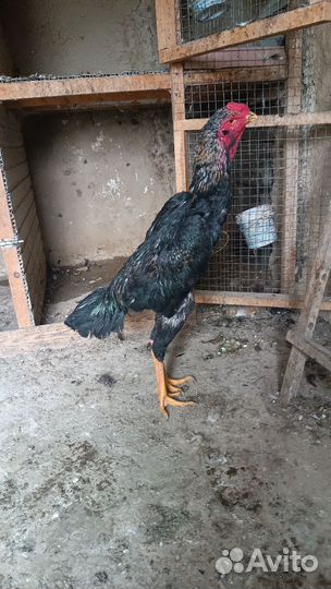 Бойцовые петухи о шамо