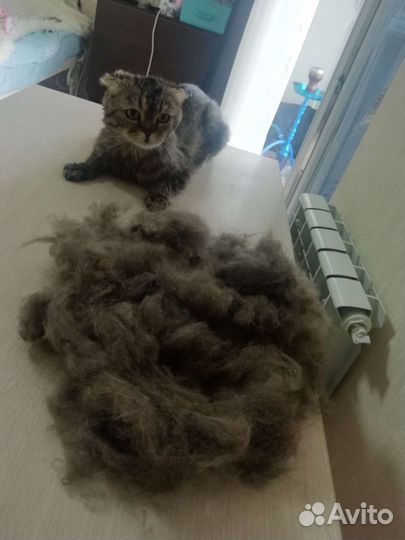 Стрижка кошек и собак. Грумер. Только выезд на дом