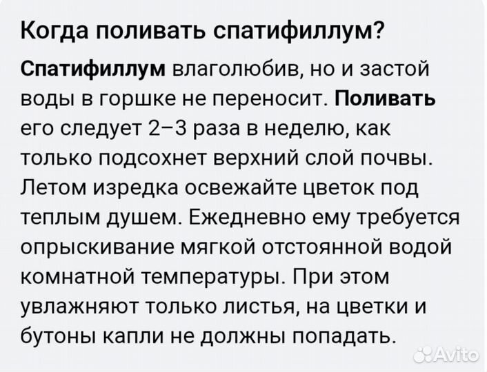 Спатифиллум