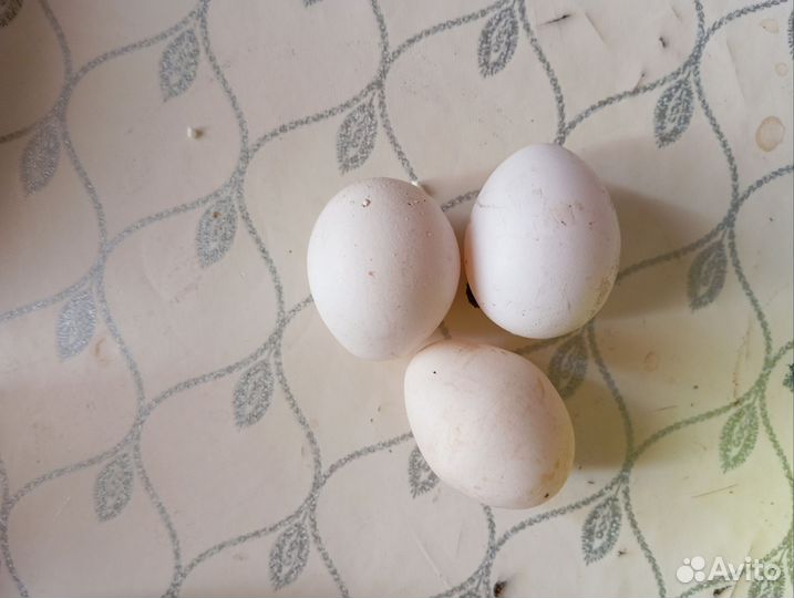 Куры несушки годовалые