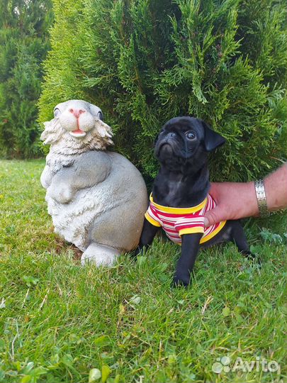 Щенки мопса мальчик