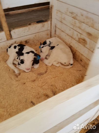 Быки и телки