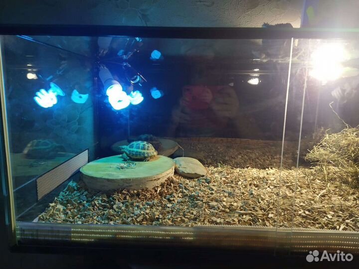 Террариум для рептилий 100х50