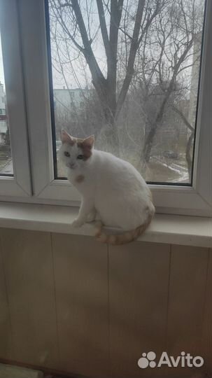 Кошка
