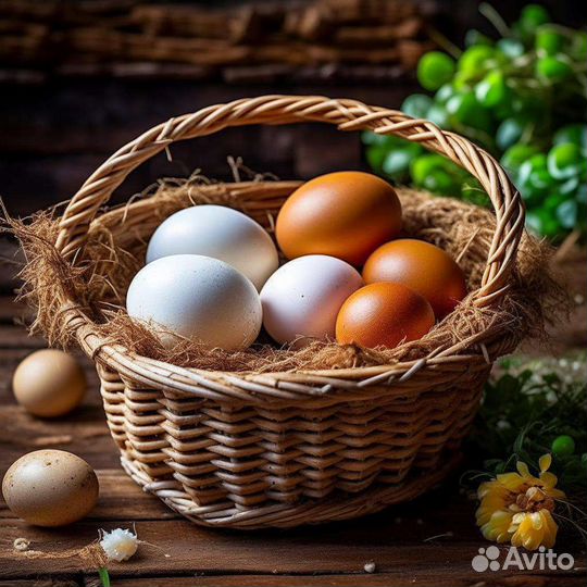 Домашние куриные яйца