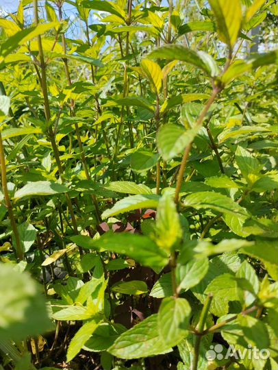 Многолетние пряные и лекарственные растения