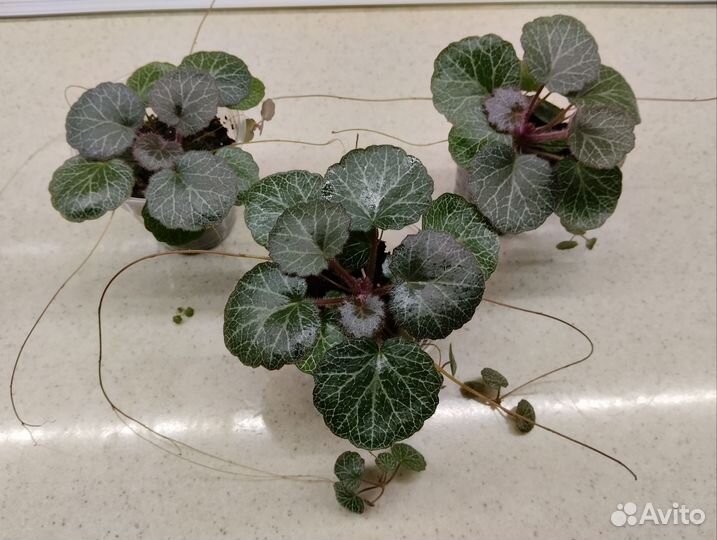 Комнатные растения, суккуленты