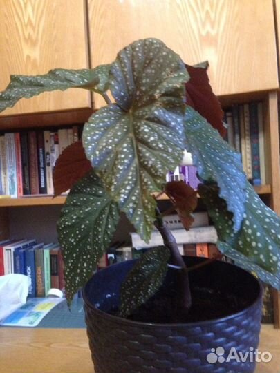 Бегония Люцерна