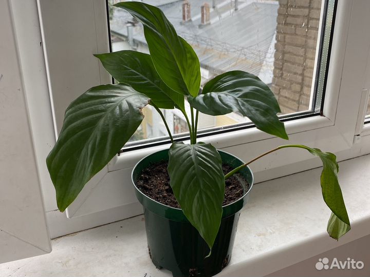 Спатифиллум