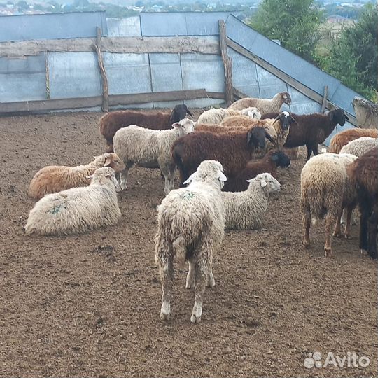 Овцы бараны ягнята