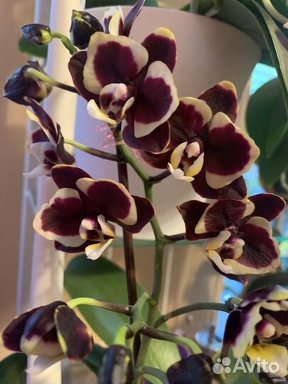 Орхидея Brown sugar, сортовик