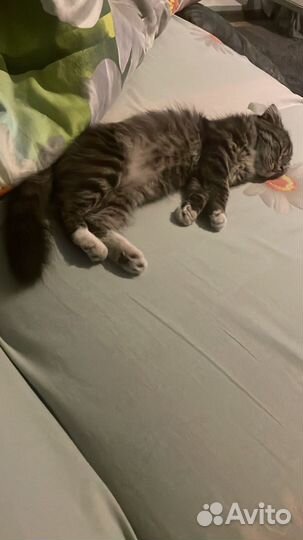 Отдам кота