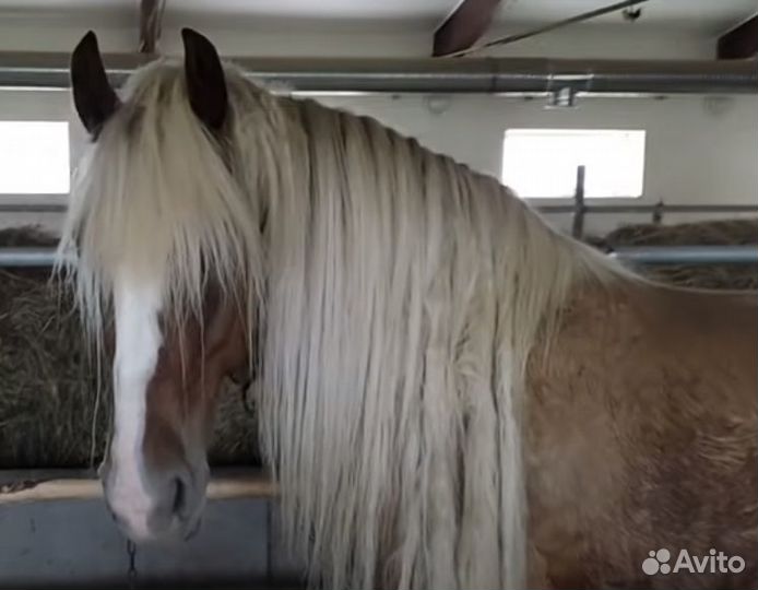 Жеребчик-экслюзив в 1 год 160 см в холке тяжеловоз