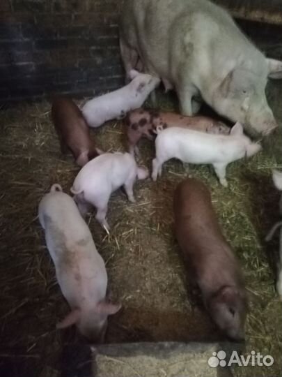 Продам поросят