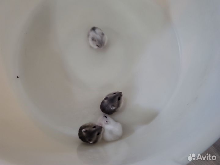 Хомяки джунгарики бесплатно