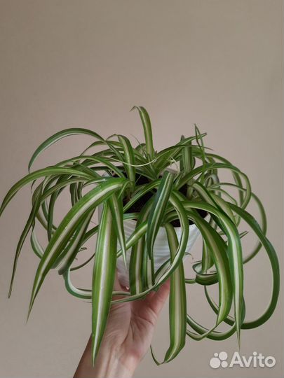 Хлорофитум кудрявый