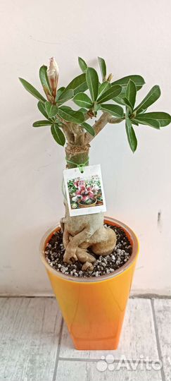 Адениум из питомника