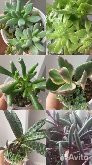 Маранта, Спатифилуум,алоэ,суккуленты