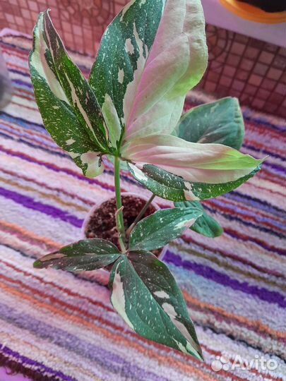 Сингониумы