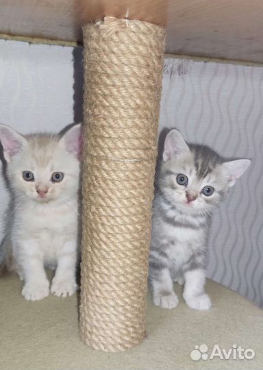 Шотландские котята