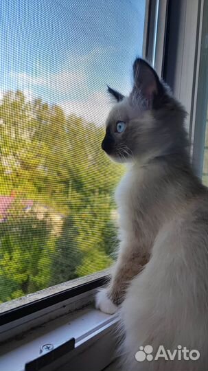 Котенок редкой породы Рэгдолл