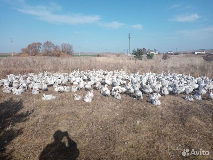 Копчености под заказ