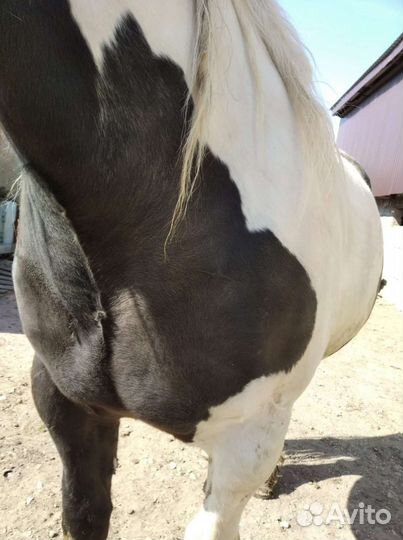 Кобыла Першерон